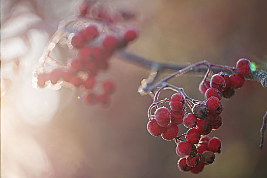 冰冻,欧洲花楸,红色浆果,阳光,逆光,模糊背景