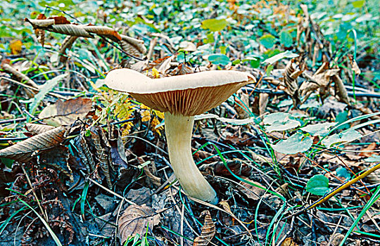 野蘑菇,树林