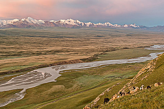 山羊,放牧,斜坡,山谷,日出,区域,吉尔吉斯斯坦,亚洲