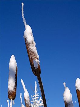 草,纳皮尔,乌干达,狼尾草,雪,白色,喀尔巴阡山脉地区,防护,风景,区域,摩拉维亚,捷克共和国,中欧