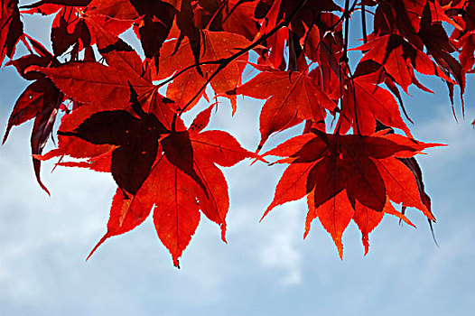 绒毛,鸡爪枫,枫树,日本槭,红色,秋天,蓝天