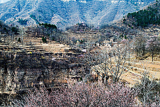 太行山,春天,杏花,山村,民居,悬崖