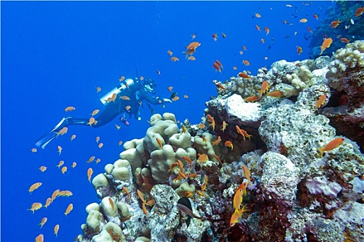 珊瑚礁,石头,珊瑚,潜水,仰视,热带,海洋,蓝色背景,水,背景