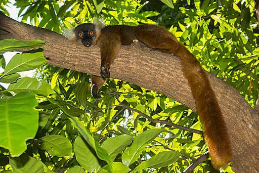黑狐猴,褐色的狐猴,雌性,诺西空巴,西北地区,海岸,马达加斯加,非洲