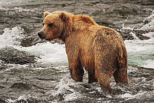 棕熊,捕鱼,浅,急流,布鲁克斯河,头部,看,鱼,阿拉斯加,美国
