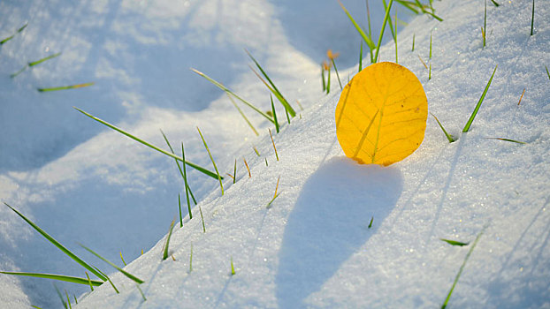 雪地秋叶