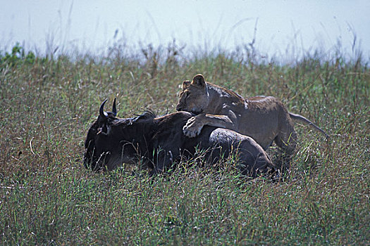 非洲,肯尼亚,马塞马拉野生动物保护区,成年,雌狮,狮子,角马,幼兽