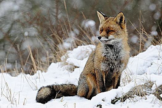 红狐,狐属,雪中,荷兰北部,荷兰