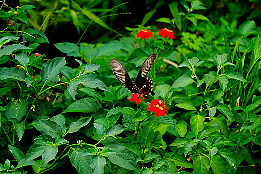 蝴蝶与五色梅花