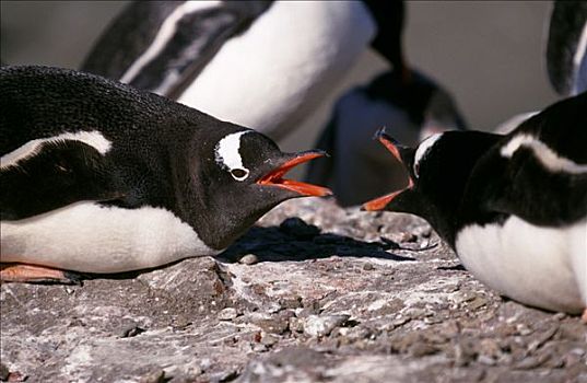 南极,南设得兰群岛,岛屿,巴布亚企鹅