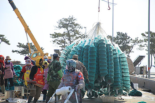 山东省日照市,海上春播正当时,海洋牧场助力村民增收致富