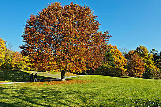 山毛榉树,秋天,慕尼黑,巴伐利亚,德国,欧洲