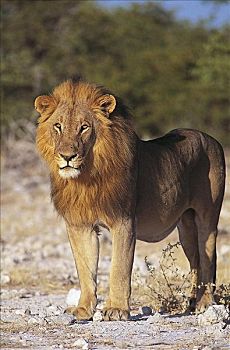 雄性,狮子,猫科动物,哺乳动物,埃托沙国家公园,纳米比亚,非洲,动物