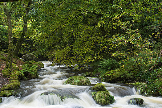 河,树林,威尔士