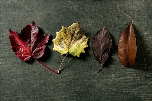 安静,秋叶,暗色,木头,背景,秋天,图像