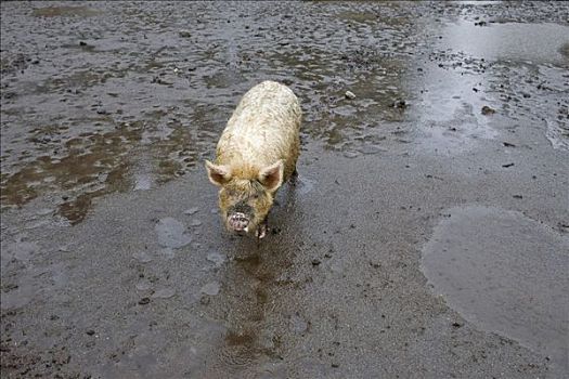 家猪,泥,农场,靠近,区域,拉各斯,智利,南美