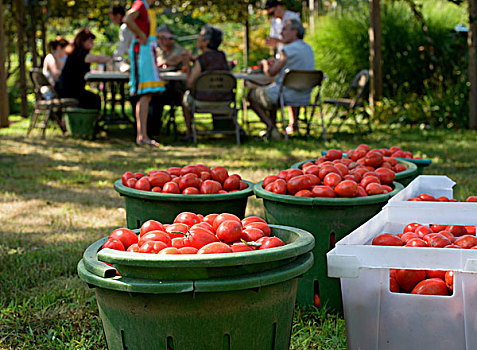 家庭,收获,西红柿,容器