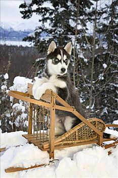 西伯利亚,哈士奇犬,小狗,坐,狗拉雪橇,雪中,阿拉斯加
