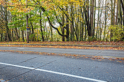 空,沥青,道路,树林,秋天,西雅图