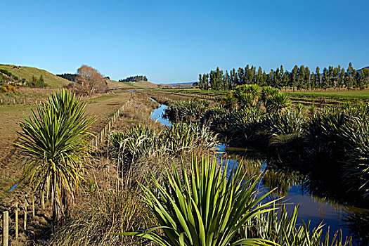 排水,水道,细条,靠近,南岛,新西兰