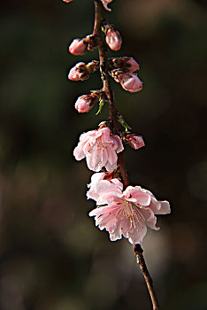 碧桃,千叶桃花,桃花