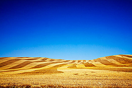 北美,美国,华盛顿,地点,金色,丰收,小麦