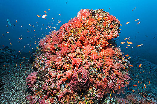 珊瑚,遮盖,多样,红色,软珊瑚,海绵,海滩,波多黎各,民都洛,岛屿,菲律宾,亚洲