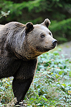 特写镜头的棕熊,巴伐利亚森林国家公园,巴伐利亚,德国
