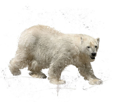 北极熊,水彩