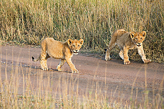 两个,小,狮子,幼兽,走,土路,塞伦盖蒂国家公园,坦桑尼亚