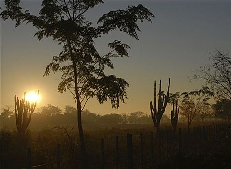 日出,后面,仙人掌,树,巴拉圭