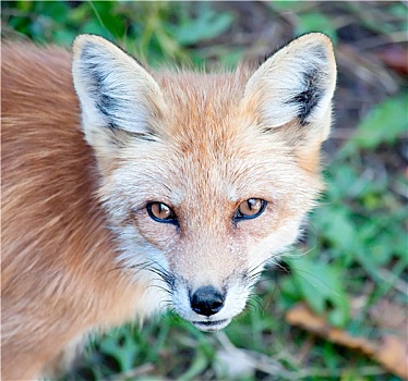 幼兽,红狐,看镜头