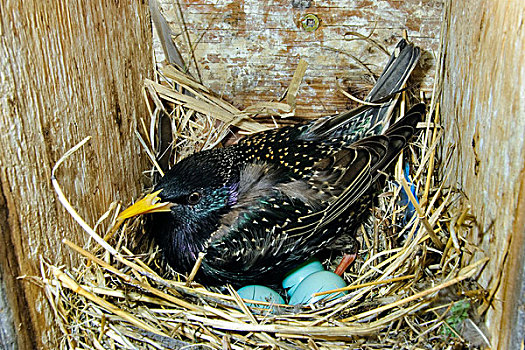 孵卵,星椋鸟,紫翅椋鸟,奥克纳根谷,南方,哥伦比亚,加拿大