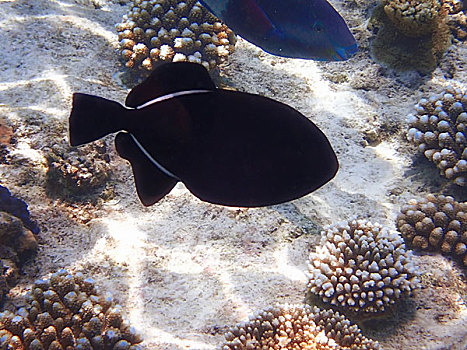 黑色热带鱼,珊瑚,海底,浮潜