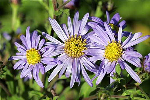 紫苑属,花,培育品种