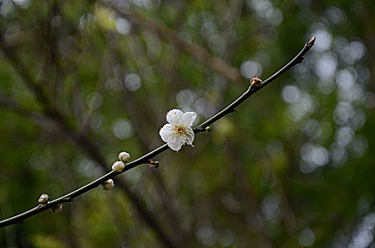 梅花