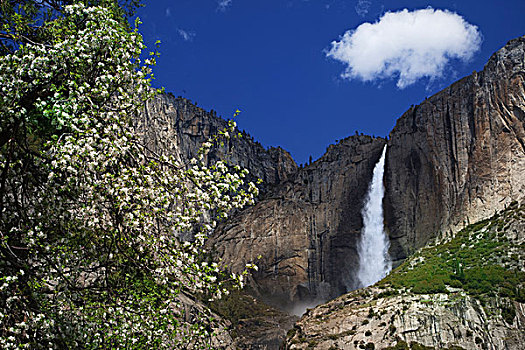 美国,加利福尼亚,优胜美地国家公园,花,苹果树,上优胜美地瀑布