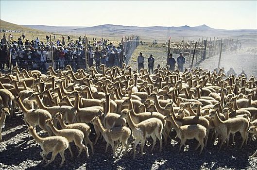 小羊驼,每年,圈拢,利润,贵重,毛织品,南美大草原,自然保护区,秘鲁