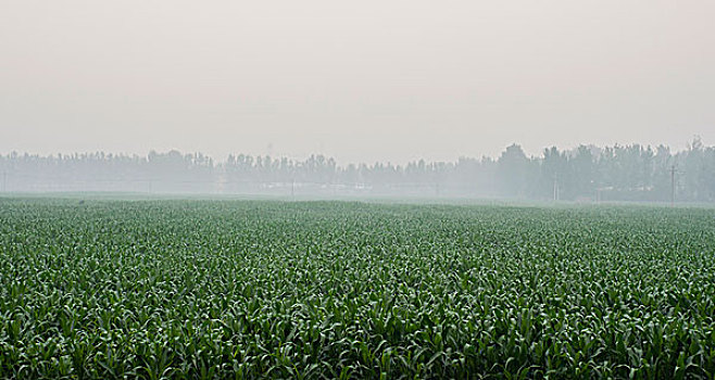 雾气氤氲的玉米田