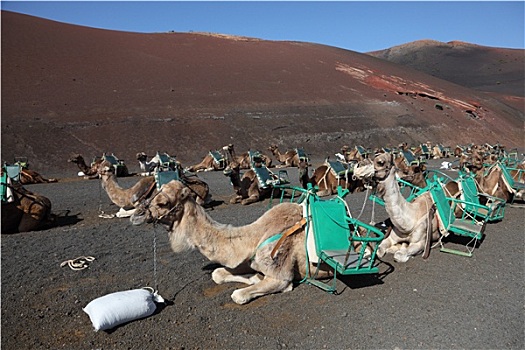 骆驼,等待,旅游,国家公园,帝曼法雅,兰索罗特岛,西班牙