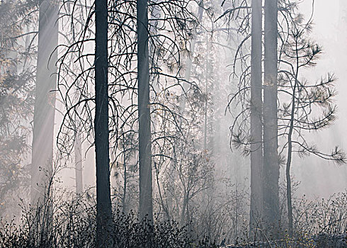 控制,树林,燃烧,火,创作,生态系统,普罗旺斯地区艾克斯,右边,状况,再生