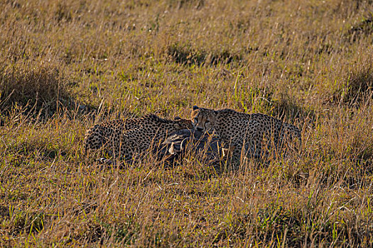 肯尼亚马赛马拉国家公园猎豹