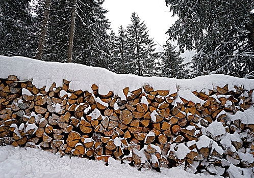 奥地利,提洛尔,堆积,木柴,冬天,雪,边缘,树林