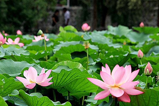 河北保定古莲池书院,荷塘夏日美景