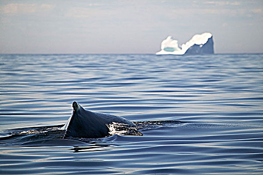 驼背鲸,大翅鲸属,鲸鱼,冰山,小路,纽芬兰,拉布拉多犬,加拿大