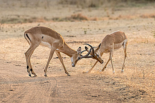 黑斑羚,争斗,南卢安瓜国家公园,赞比亚,非洲