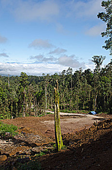 伐木,靠近,巴布亚新几内亚,大洋洲