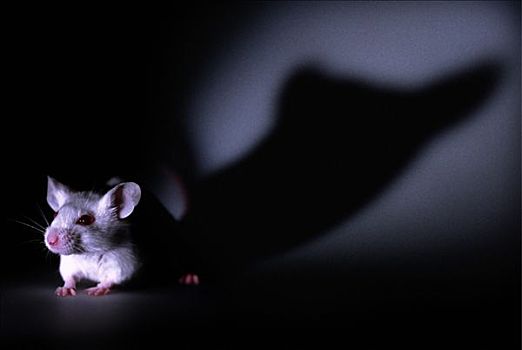 实验室,小鼠,部落,夜晚,长,影子,背景