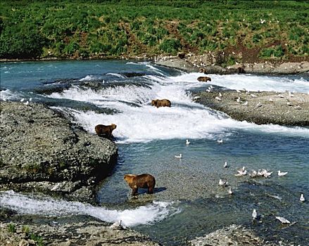 大灰熊,棕熊,群,河,阿拉斯加