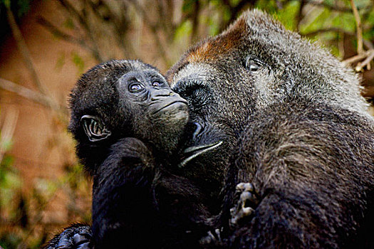大猩猩,母亲,温和,抱孩子,手臂,喜爱,表情